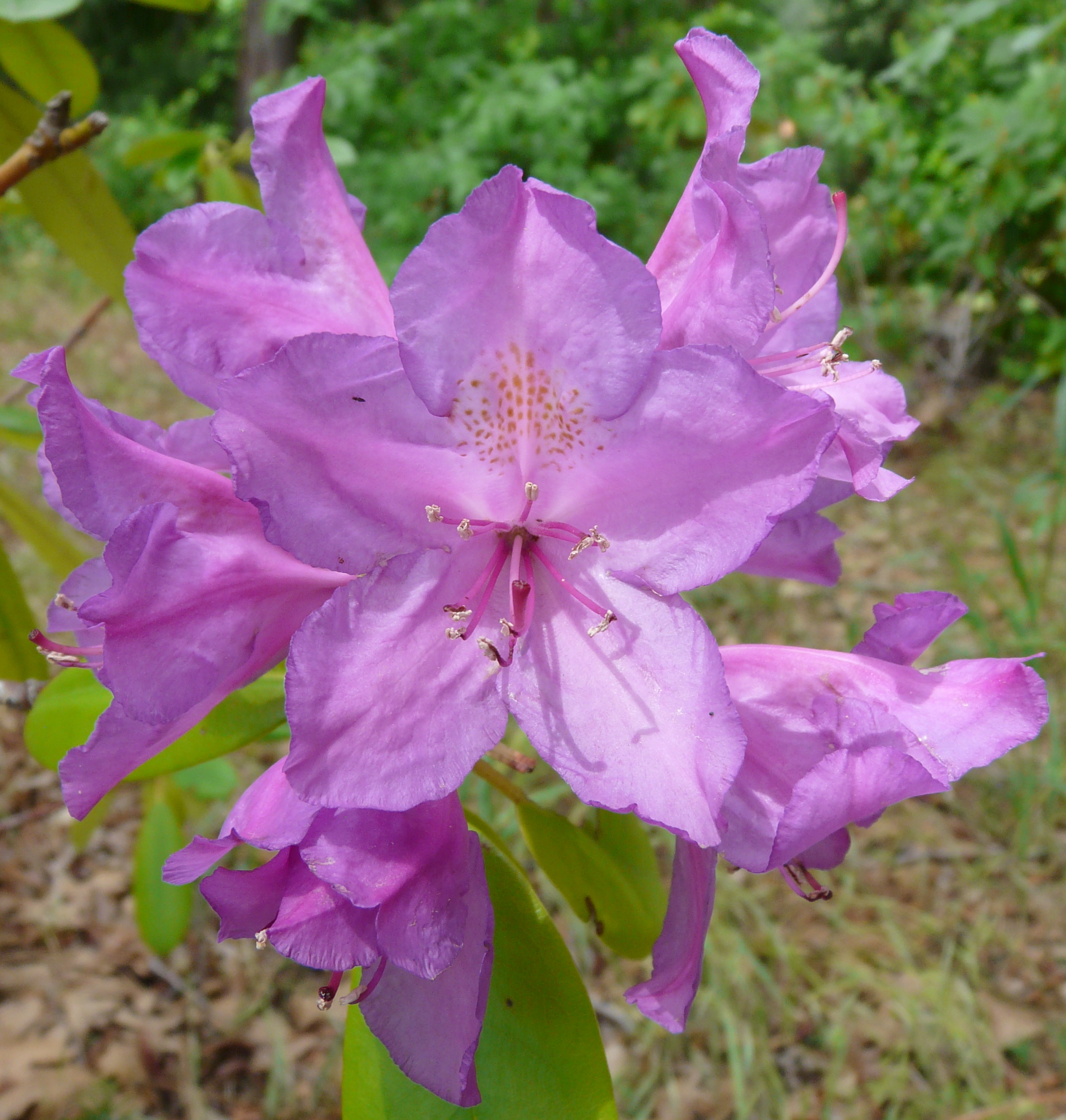 Rhododendron Ponticum